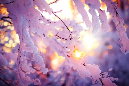 Winter branches - branches, rays, sunshine, sunlight, trees, winter, glow, covered, frost, snow, beautiful, frozen