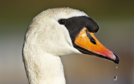 Swan - white, swan, bird, black, orange