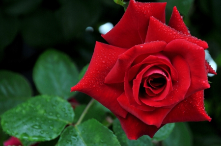 RED BEAUTY - nature, rose, flower, red