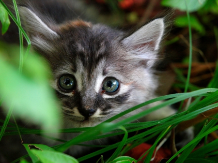 HIDDEN KITTY - plants, hidden, pet, kitten