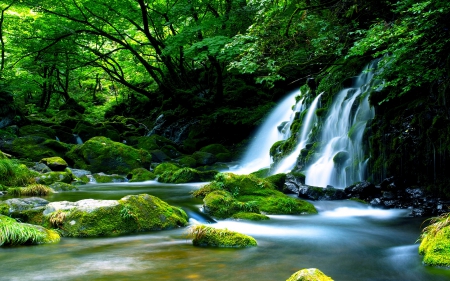 FOREST WATERFALLS - river, forest, watefalls, nature