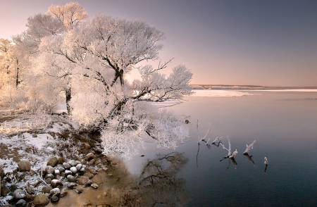 Winter - snow, winter, lovely, tree