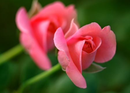 Pink Roses - flowers, roses, pink, beautiful