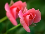 Pink Roses