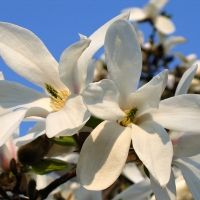 Magnolia