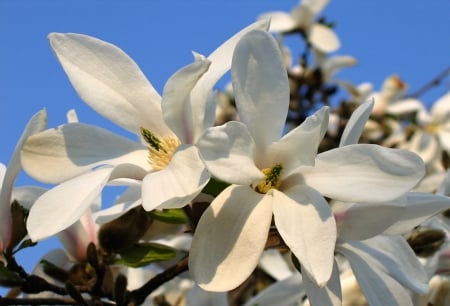 Magnolia - flowers, beautiful, white, magnolia