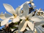 Magnolia