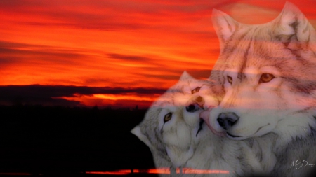 Sunset Wolves by MaDonna - wolf, wolves, bright, sky, sunset, country