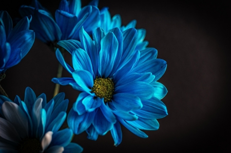 Flowers - nature, flowers, blue, flower