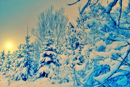 White Winter - snow, trees, winter, nature