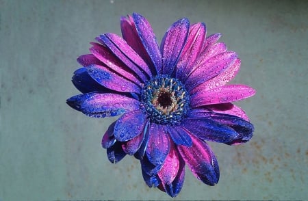 Charm - charm, purple, pink, petals, blue, drops, flower