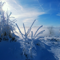 Winter frost