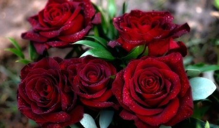 Roses - flowers, beautiful, red, rose