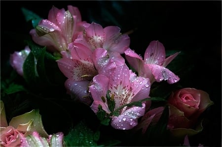 Pink Flowers - flowers, drops, pink, amazing