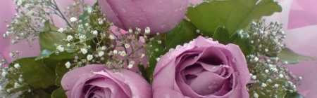 Purple roses - roses, stem, flowers, buds