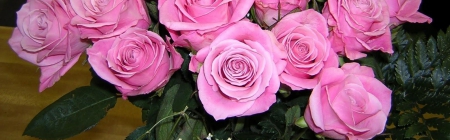 Stunning pink roses - roses, stem, pink, green