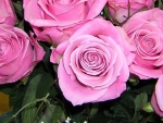 Stunning pink roses