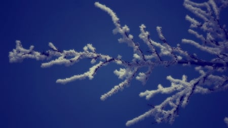 Frozen branch against the blue sky - ice, sky, frosty, branch, winter, wallpaper, frosted, hd, nature, frost, snow, frozen, twigs