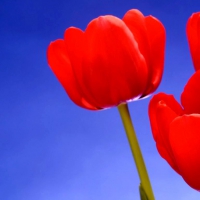 My fav red tulips