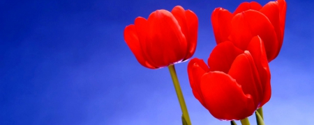 My fav red tulips - sky, red, tulips, blue