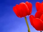 My fav red tulips