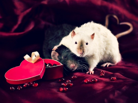 Happy Valentine's Day! - rat, heart, black, mose, rodent, white, animal, red, valentine