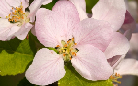 Pink Blossom - lovely, blossom, garden, pink