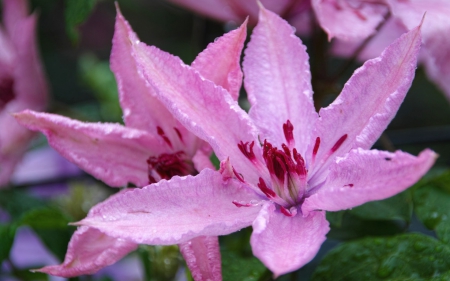 Pink flowers - red, flower, pink, macro, green