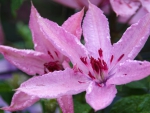 Pink flowers