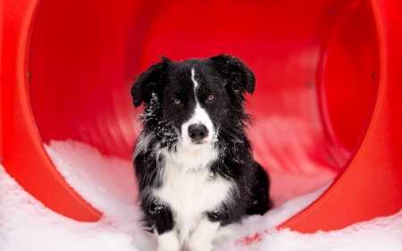 Border Collie - black, white, animal, winter, red, border collie, snow, dog