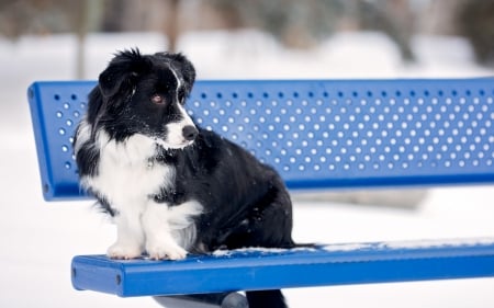 Border Collie - black, white, animal, winter, blue, border collie, snow, dog