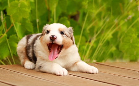 Puppy - animal, australian shepherd, green, cute, puppy, tongue