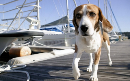 Summer walk - white, animal, summer, blue, ship, dog, port