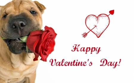 Happy Valentine's Day! - heart, by cehenot, dog, flower, arrow, white, animal, red, word, valentine, rose, card