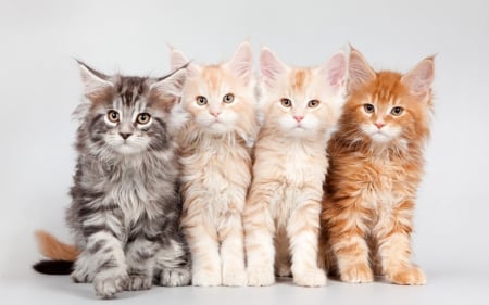 Kittens - white, animal, kitten, ginger, cute, orange, cat