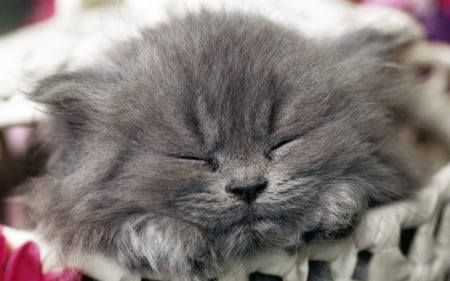 Sweet kitten - animal, pink, cute, kitten, cat, sweet, grey, sleep