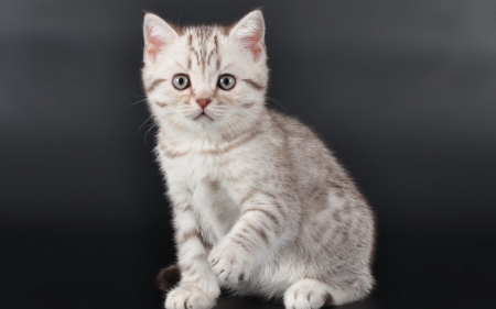 Kitten - white, grey, cat, animal, cute, kitten