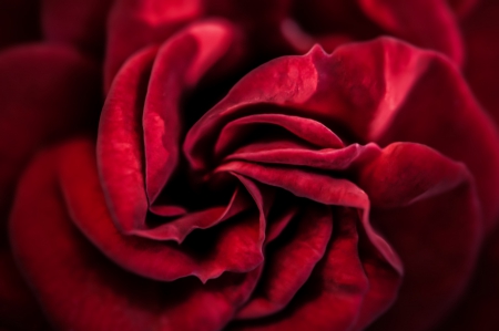 * - red, roses, petals, rose