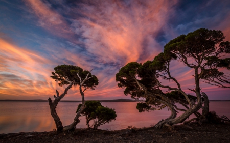 Sunset Sky over Trees