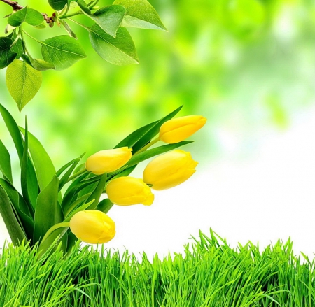 Yellow Tulips - yellow tulips, photography, still life, lovely, with love, nature, beautiful, green grass, green leaves, flowers, colors