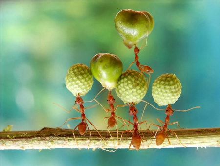 ants at work - nature, amazing, ants, forest, jungle, amazon