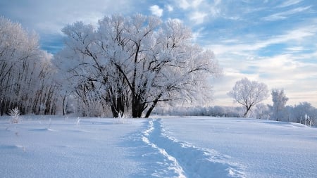 Beautiful Winter - snow, trees, winter, nature