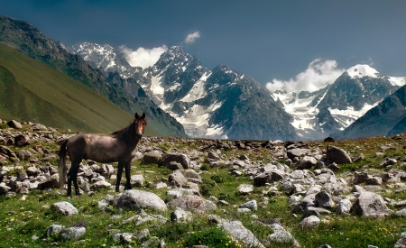 Wild Horse - Mountains & Nature Background Wallpapers on Desktop Nexus ...