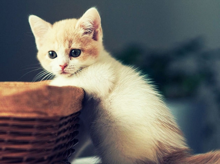 Kitten - eyes, basket, sitting, away