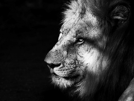 Lion - portrait, male, head, mane