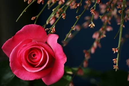 Pink Rose - rose, flower, pink, soft