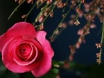 Pink Rose