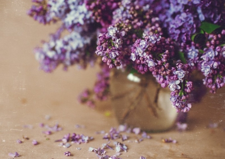 Flowers - flowers, purple, nature, soft