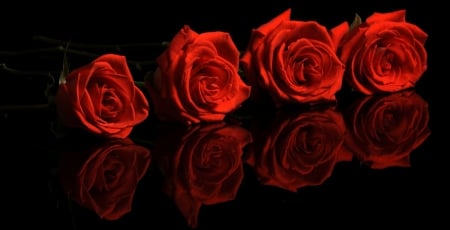 Roses - flowers, rose, red, soft