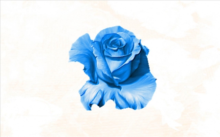 Blue Rose - rose, flower, blue, texture